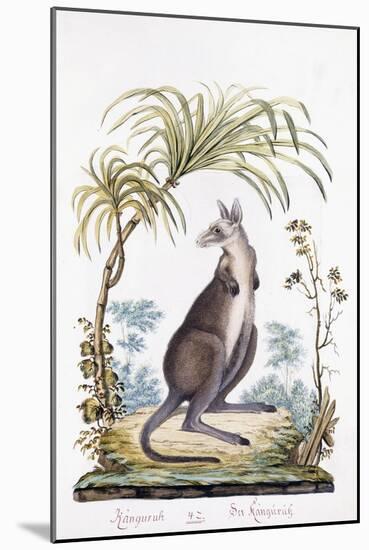 Kangaroo, 1794-null-Mounted Giclee Print