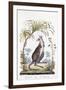 Kangaroo, 1794-null-Framed Giclee Print