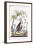 Kangaroo, 1794-null-Framed Giclee Print