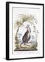 Kangaroo, 1794-null-Framed Giclee Print