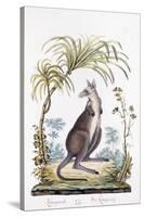 Kangaroo, 1794-null-Stretched Canvas