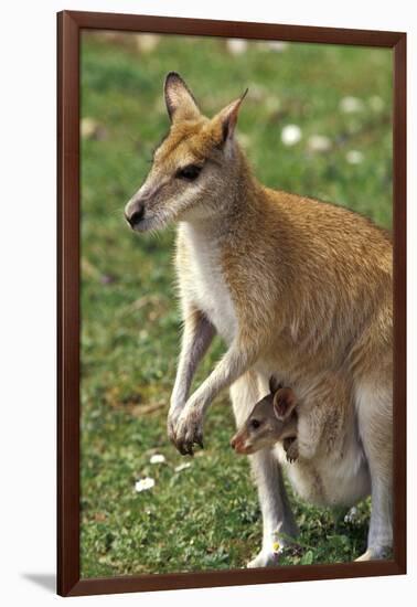 Kangaroo and Baby-Lantern Press-Framed Art Print