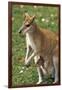 Kangaroo and Baby-Lantern Press-Framed Art Print