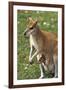 Kangaroo and Baby-Lantern Press-Framed Art Print