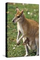 Kangaroo and Baby-Lantern Press-Stretched Canvas