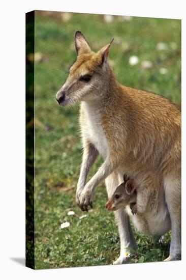 Kangaroo and Baby-Lantern Press-Stretched Canvas