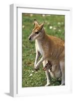 Kangaroo and Baby-Lantern Press-Framed Art Print