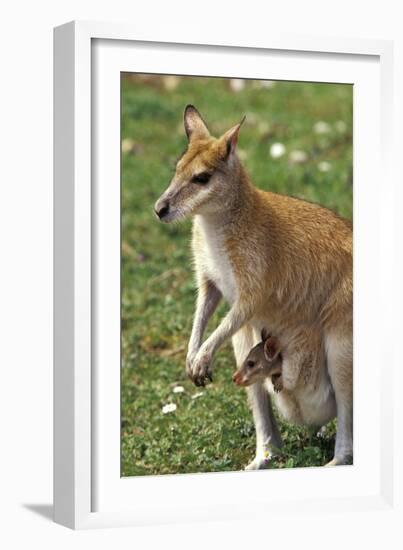 Kangaroo and Baby-Lantern Press-Framed Art Print