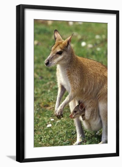 Kangaroo and Baby-Lantern Press-Framed Art Print