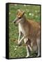 Kangaroo and Baby-Lantern Press-Framed Stretched Canvas