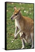 Kangaroo and Baby-Lantern Press-Framed Stretched Canvas