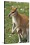 Kangaroo and Baby-Lantern Press-Stretched Canvas