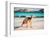 Kangaroo at Lucky Bay in the Cape Le Grand National Park near Esperance, Western Australia-John Crux-Framed Photographic Print