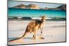 Kangaroo at Lucky Bay in the Cape Le Grand National Park near Esperance, Western Australia-John Crux-Mounted Photographic Print