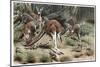 Kangaroo by Alfred Edmund Brehm-Stefano Bianchetti-Mounted Premium Giclee Print