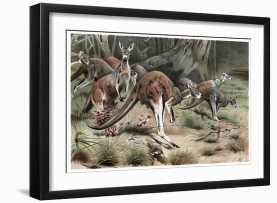 Kangaroo by Alfred Edmund Brehm-Stefano Bianchetti-Framed Giclee Print
