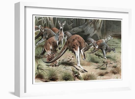 Kangaroo by Alfred Edmund Brehm-Stefano Bianchetti-Framed Giclee Print