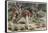 Kangaroo by Alfred Edmund Brehm-Stefano Bianchetti-Framed Stretched Canvas