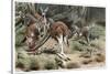Kangaroo by Alfred Edmund Brehm-Stefano Bianchetti-Stretched Canvas