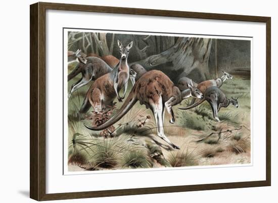 Kangaroo by Alfred Edmund Brehm-Stefano Bianchetti-Framed Giclee Print