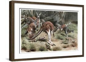 Kangaroo by Alfred Edmund Brehm-Stefano Bianchetti-Framed Giclee Print