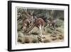 Kangaroo by Alfred Edmund Brehm-Stefano Bianchetti-Framed Giclee Print