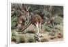 Kangaroo by Alfred Edmund Brehm-Stefano Bianchetti-Framed Giclee Print