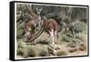 Kangaroo by Alfred Edmund Brehm-Stefano Bianchetti-Framed Stretched Canvas