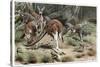 Kangaroo by Alfred Edmund Brehm-Stefano Bianchetti-Stretched Canvas