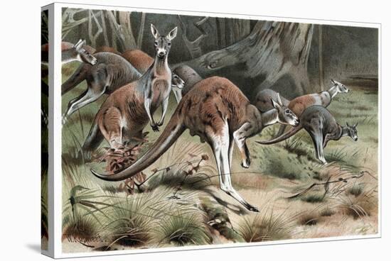 Kangaroo by Alfred Edmund Brehm-Stefano Bianchetti-Stretched Canvas