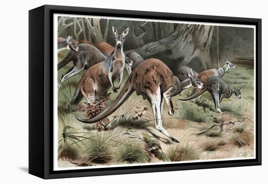 Kangaroo by Alfred Edmund Brehm-Stefano Bianchetti-Framed Stretched Canvas