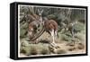 Kangaroo by Alfred Edmund Brehm-Stefano Bianchetti-Framed Stretched Canvas