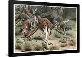 Kangaroo by Alfred Edmund Brehm-Stefano Bianchetti-Framed Giclee Print