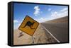 Kangaroo Crossing Sign in the Australian Outback-Paul Souders-Framed Stretched Canvas