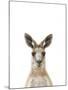 Kangaroo Friend-Marco Simoni-Mounted Giclee Print