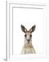 Kangaroo Friend-Marco Simoni-Framed Giclee Print