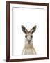 Kangaroo Friend-Marco Simoni-Framed Giclee Print