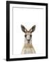 Kangaroo Friend-Marco Simoni-Framed Giclee Print