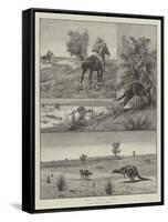 Kangaroo-Hunting in Australia-null-Framed Stretched Canvas