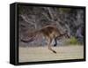 Kangaroo Island Grey Kangaroo (Macropus Fuliginosus), Kelly Hill Conservation, Australia-Thorsten Milse-Framed Stretched Canvas