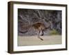 Kangaroo Island Grey Kangaroo (Macropus Fuliginosus), Kelly Hill Conservation, Australia-Thorsten Milse-Framed Photographic Print