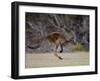 Kangaroo Island Grey Kangaroo (Macropus Fuliginosus), Kelly Hill Conservation, Australia-Thorsten Milse-Framed Photographic Print