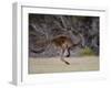 Kangaroo Island Grey Kangaroo (Macropus Fuliginosus), Kelly Hill Conservation, Australia-Thorsten Milse-Framed Photographic Print