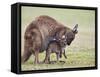 Kangaroo Island Grey Kangaroo (Macropus Fuliginosus) With Joey, Kelly Hill Conservation, Australia-Thorsten Milse-Framed Stretched Canvas