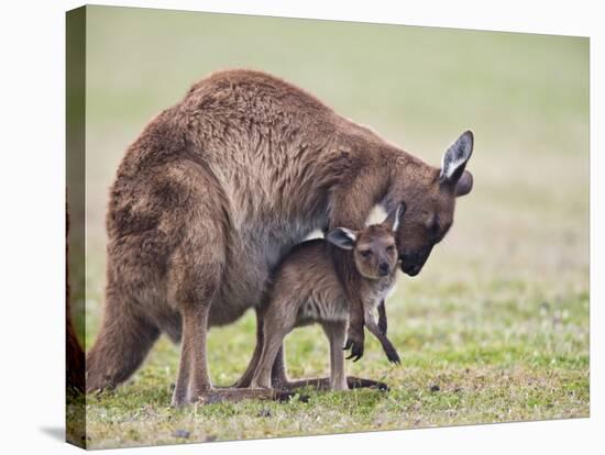 Kangaroo Island Grey Kangaroo (Macropus Fuliginosus) With Joey, Kelly Hill Conservation, Australia-Thorsten Milse-Stretched Canvas