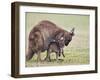 Kangaroo Island Grey Kangaroo (Macropus Fuliginosus) With Joey, Kelly Hill Conservation, Australia-Thorsten Milse-Framed Photographic Print