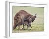 Kangaroo Island Grey Kangaroo (Macropus Fuliginosus) With Joey, Kelly Hill Conservation, Australia-Thorsten Milse-Framed Photographic Print