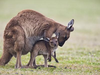 https://imgc.allpostersimages.com/img/posters/kangaroo-island-grey-kangaroo-macropus-fuliginosus-with-joey-kelly-hill-conservation-australia_u-L-PFMZME0.jpg?artPerspective=n