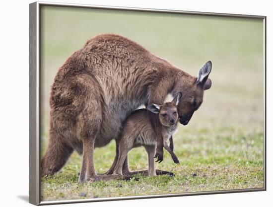 Kangaroo Island Grey Kangaroo (Macropus Fuliginosus) With Joey, Kelly Hill Conservation, Australia-Thorsten Milse-Framed Photographic Print