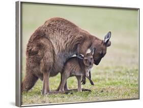 Kangaroo Island Grey Kangaroo (Macropus Fuliginosus) With Joey, Kelly Hill Conservation, Australia-Thorsten Milse-Framed Photographic Print